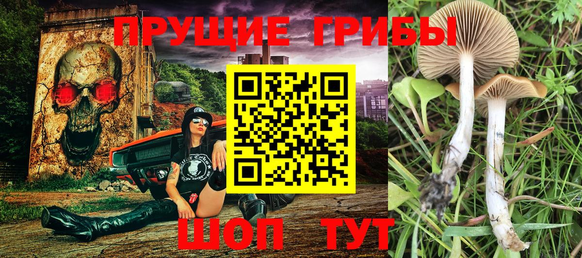 Псилоцибиновые грибы мухоморы  Вход с VPN  Галлюциногенные грибы Psilocybe  магазин    Тамбов 